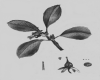 image of Roussea simplex