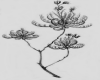 image of Roridula dentata