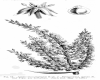 image of Astelia cunninghamii