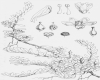 image of Tribeles australis