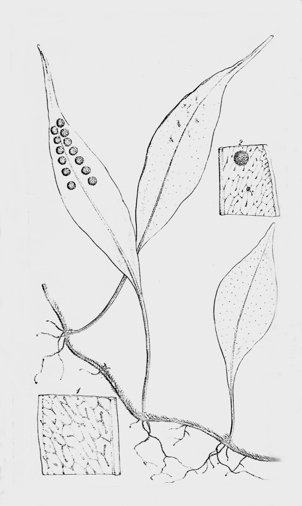 Polypodiaceae Microgramma 