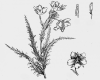 image of Roridula dentata
