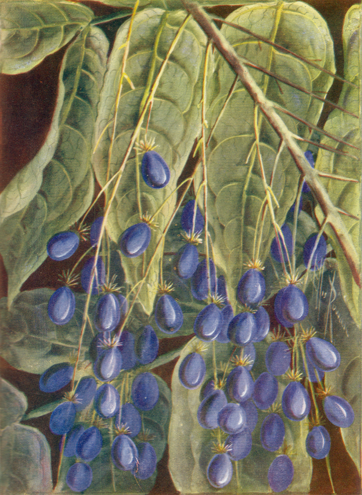 Myodocarpaceae Delarbrea michieana