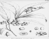 image of Abrophyllum ornans