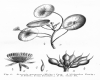 image of Brasenia purpurea