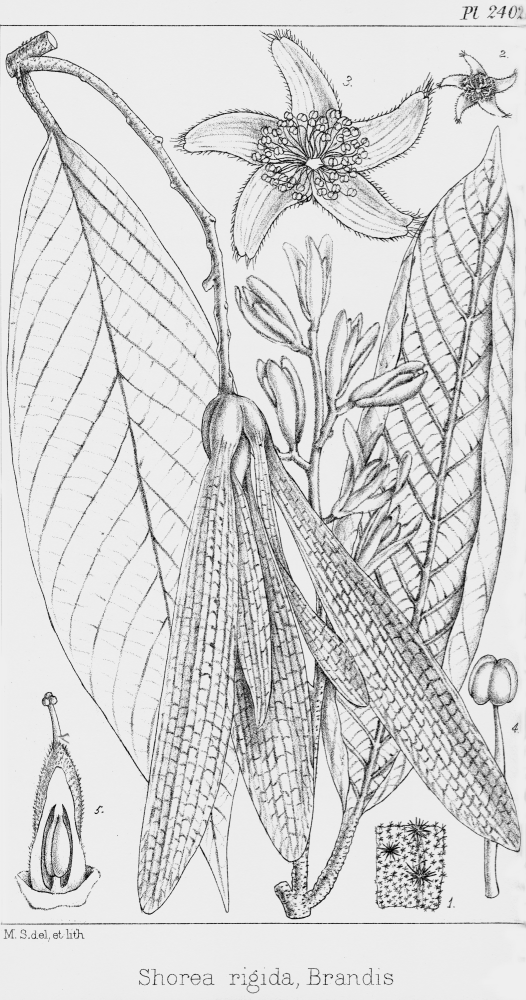 Dipterocarpaceae Shorea rigida