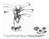image of Cymodocea antarctica