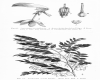 image of Luzuriaga erecta