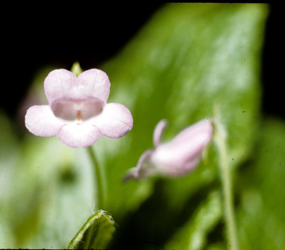 Gesneriaceae Achimenes andrieuxii