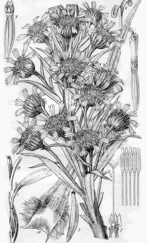 Asteraceae Argyroxiphium sandwicense