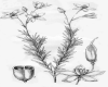 image of Cheiranthera linearis