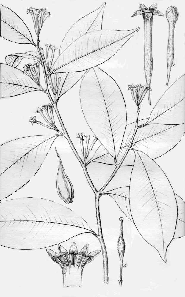 Thymelaeaceae Gyrinops walla