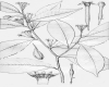 image of Gyrinops walla