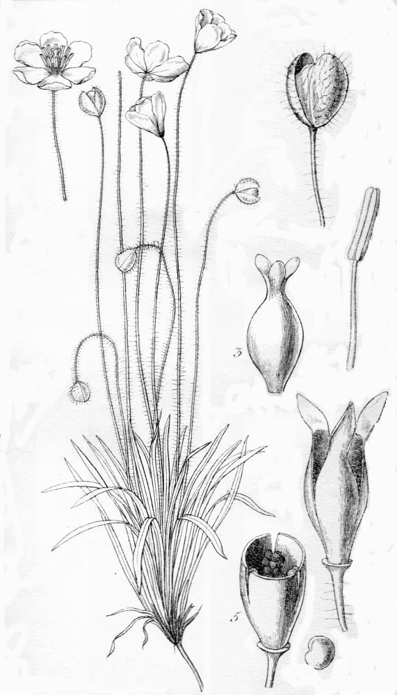 Papaveraceae Platystigma lineare