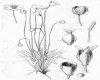 image of Platystigma lineare