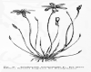 image of Aphyllanthes monspeliensis