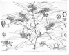 image of Corokia buddleioides