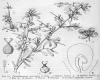 image of Phaulothamnus spinescens