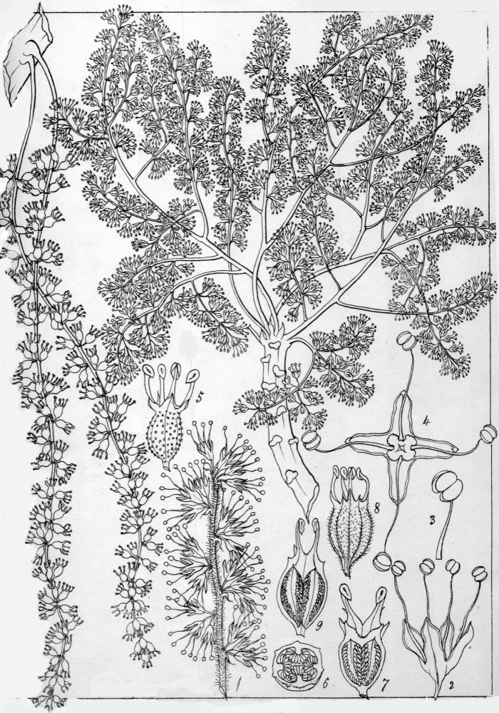 Tetramelaceae Tetrameles grahamiana