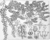 image of Tetrameles grahamiana