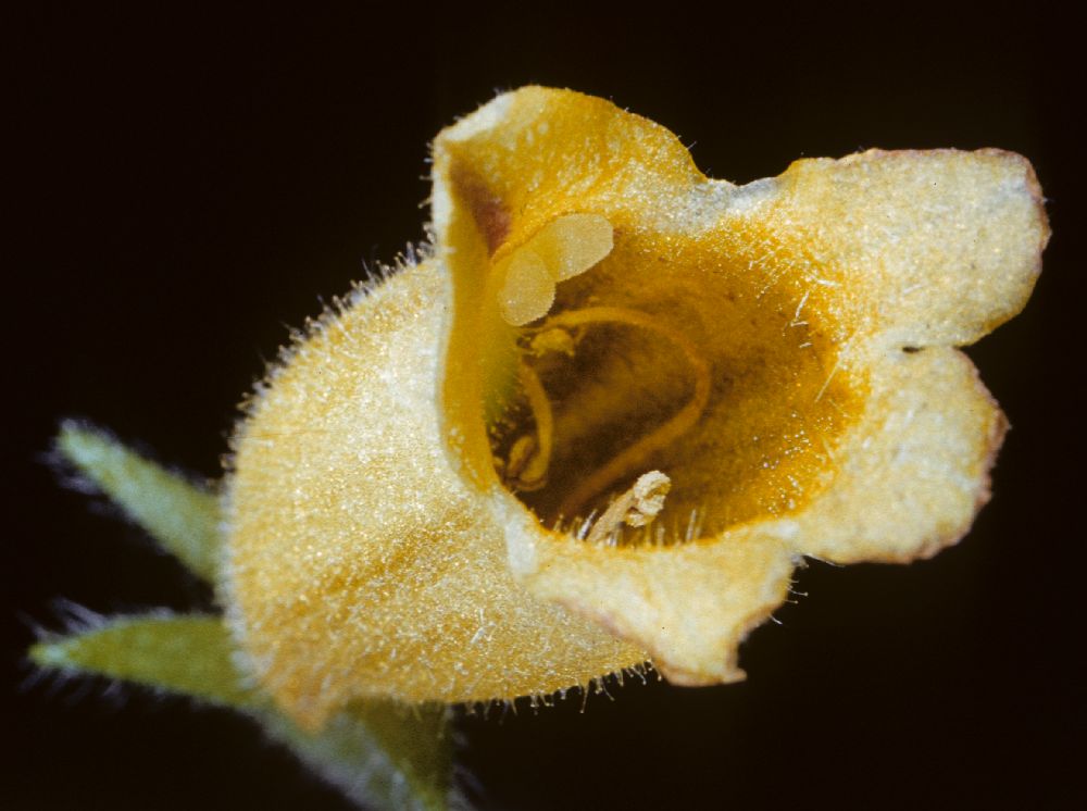Gesneriaceae Briggsia musciocola