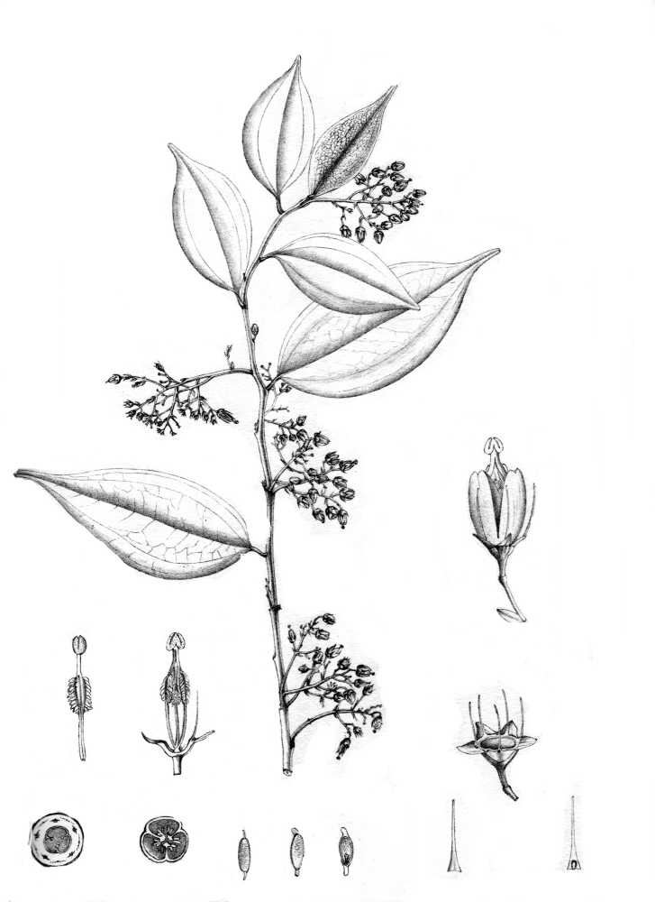 Pottingeriaceae Pottingeria acuminata