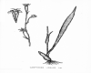 image of Campynema lineare