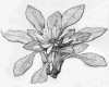 image of Hamadryas andicola