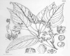 image of Clematoclethra hemsleyi