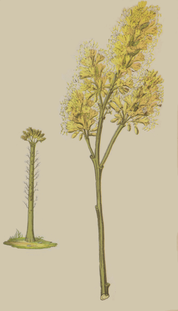 Fouquieriaceae Fouquieria columnaris