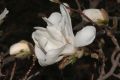 image of Magnolia loebneri