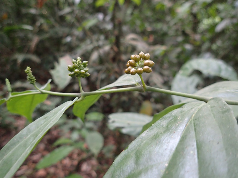 Piperaceae Piper guineense