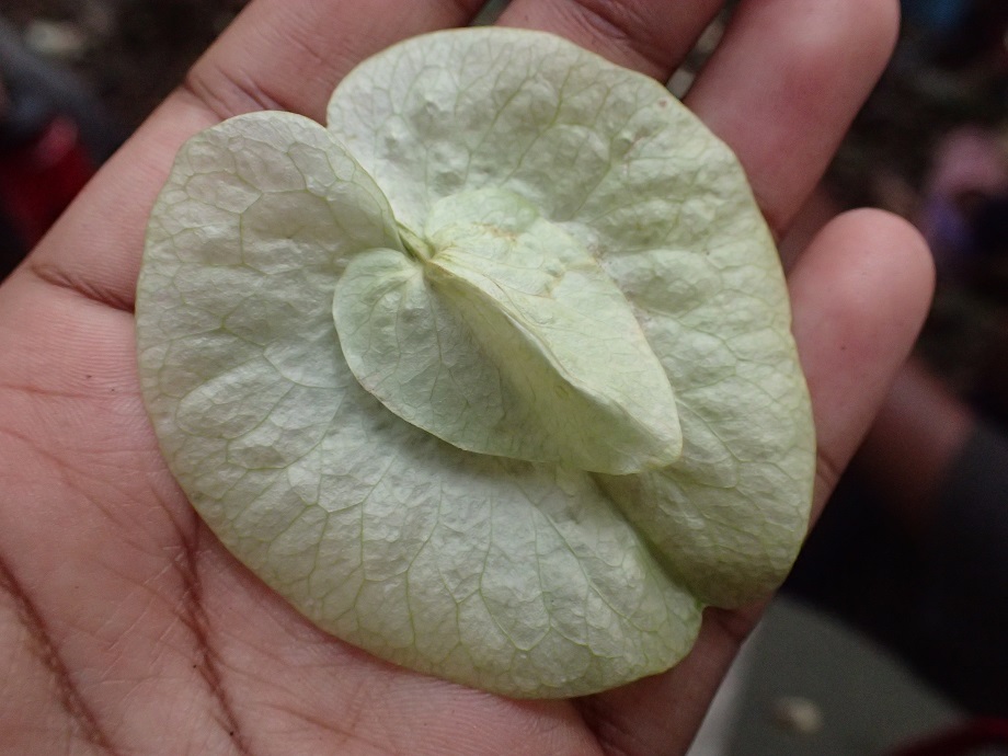 Convolvulaceae Prevostea heudelotii