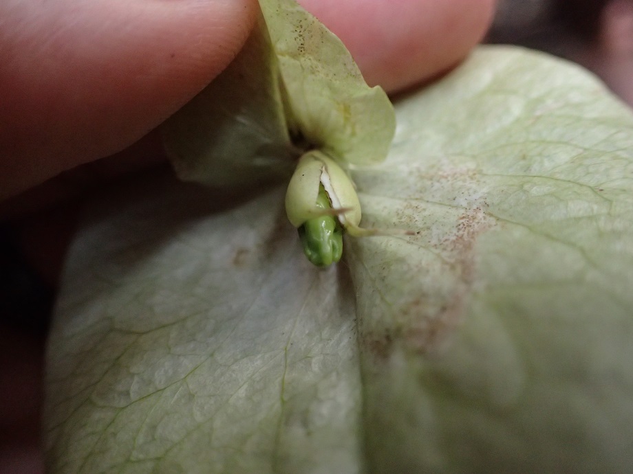 Convolvulaceae Prevostea heudelotii
