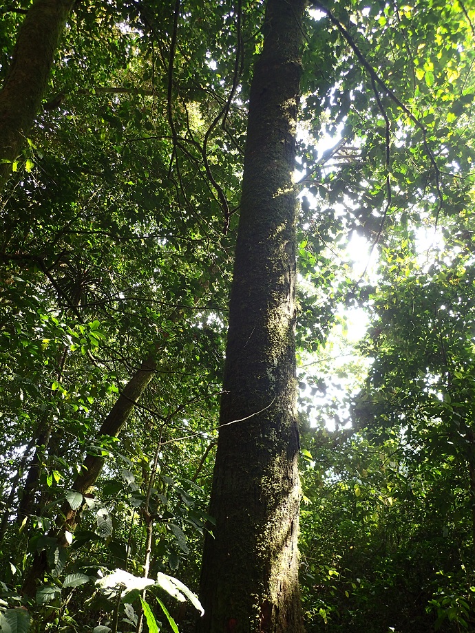 Rosaceae Prunus africana