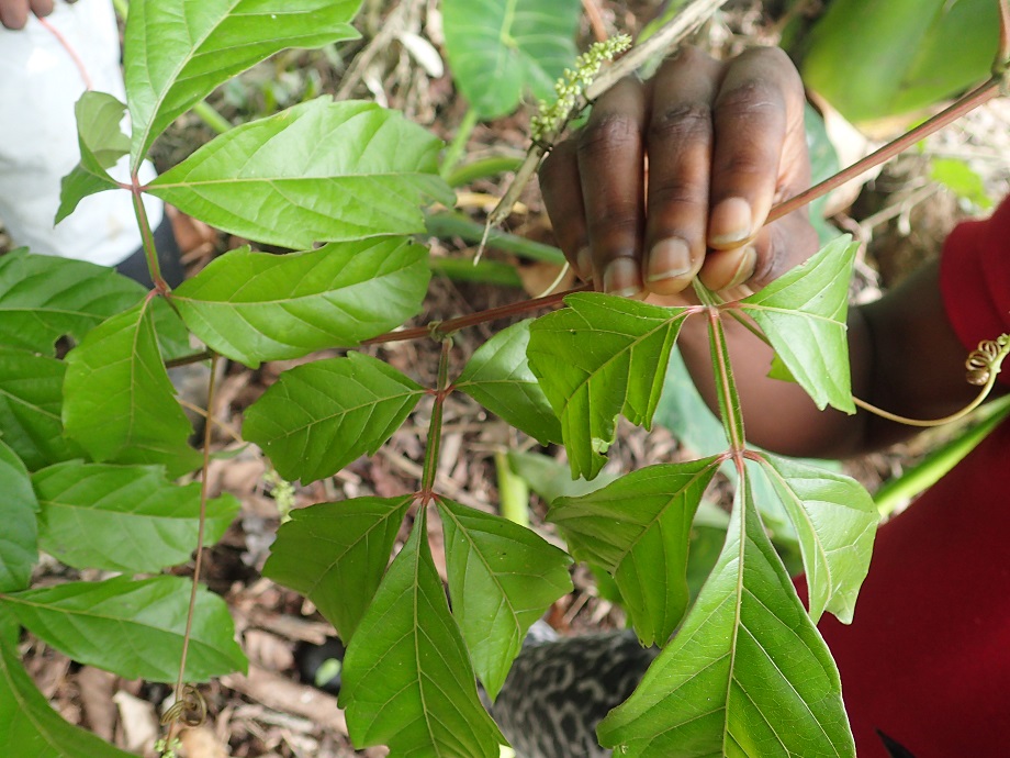 Sapindaceae Paullinia pinnata