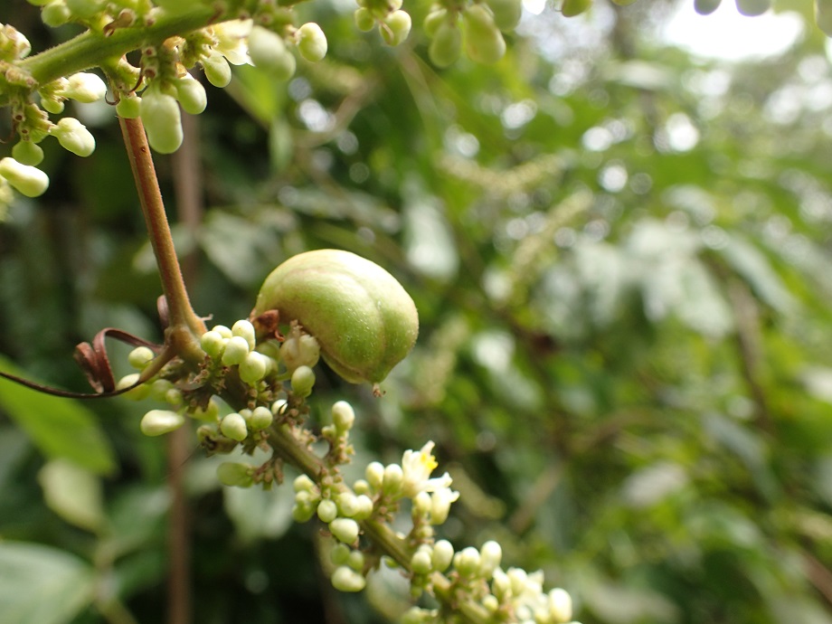 Sapindaceae Paullinia pinnata