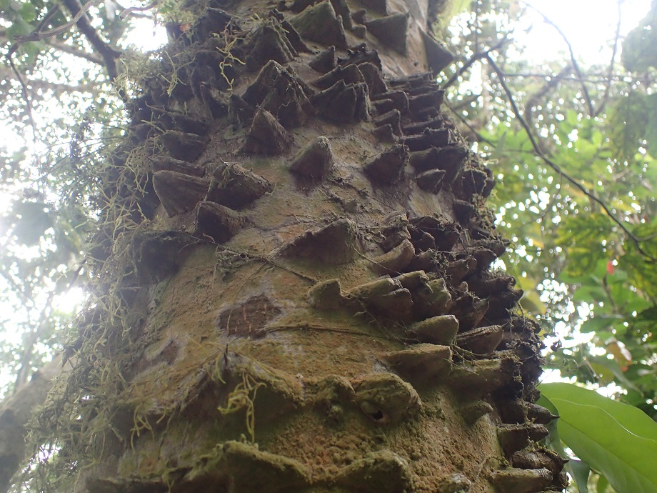 Rutaceae Zanthoxylum poggei