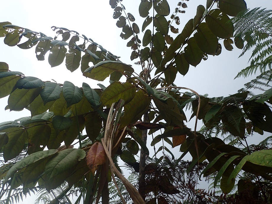Araliaceae Polyscias fulva