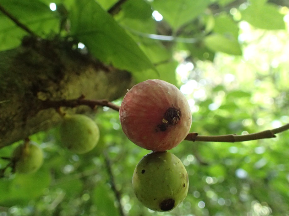 Moraceae Ficus 