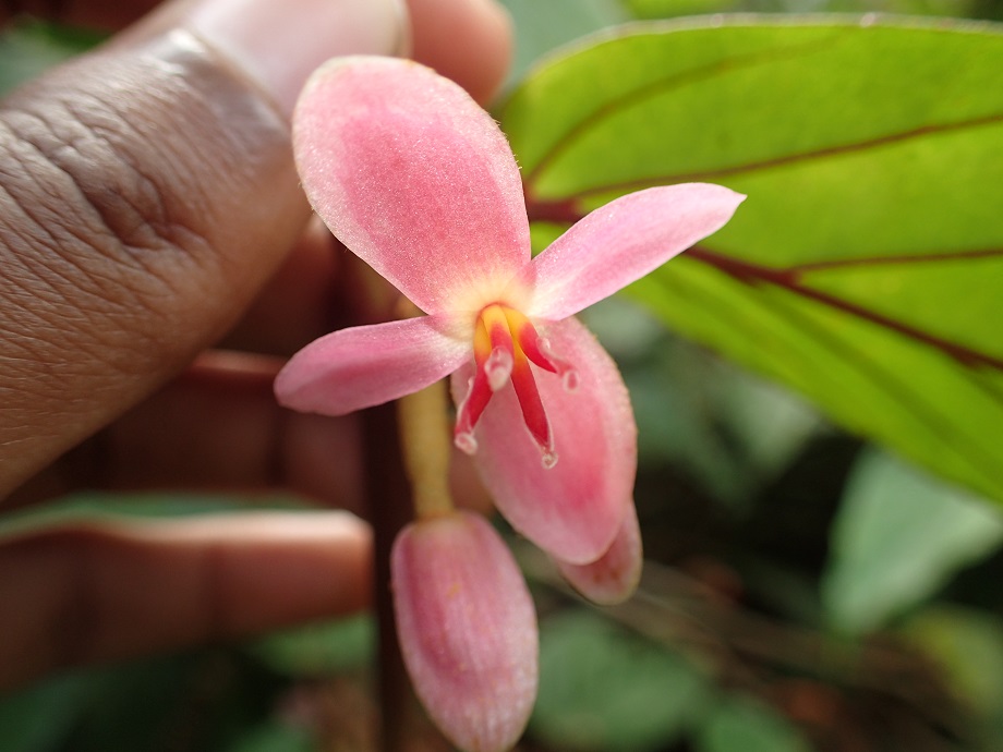 Begoniaceae Begonia 