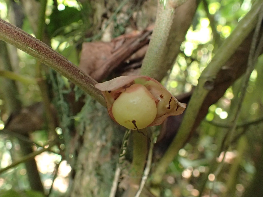 Begoniaceae Begonia 