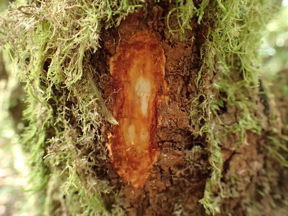 Aristolochiaceae Pararistolochia triactina