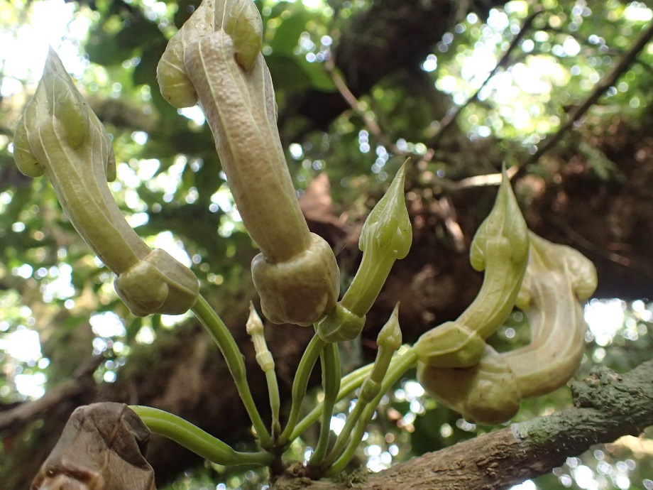 Aristolochiaceae Pararistolochia triactina