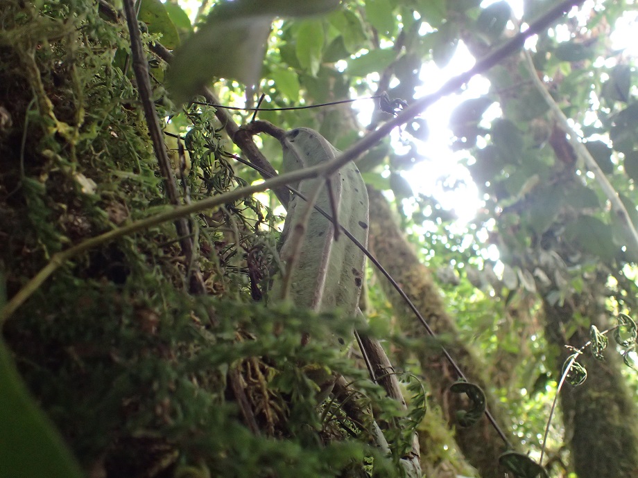 Aristolochiaceae Pararistolochia triactina