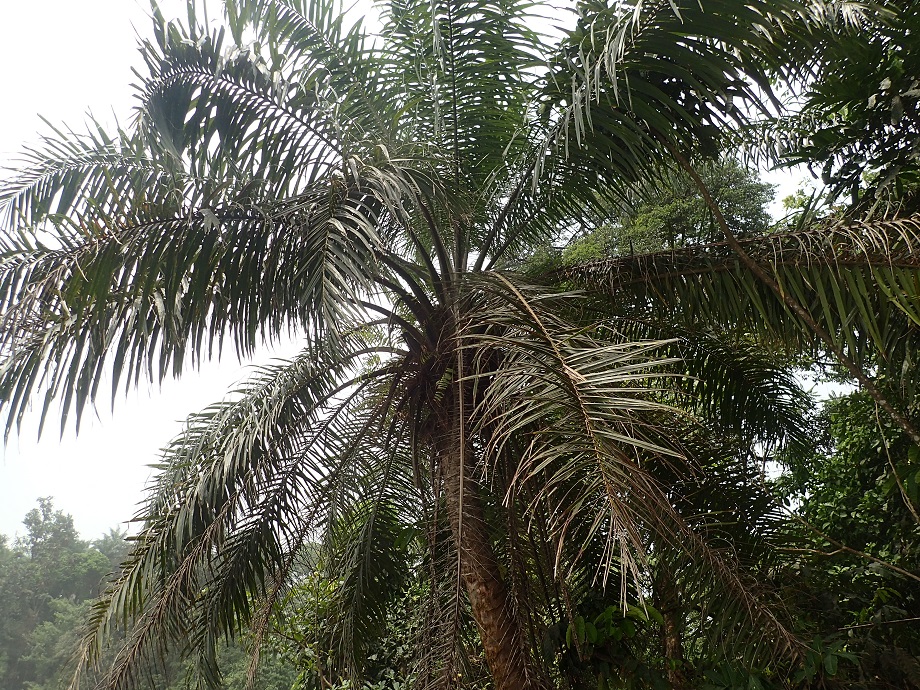 Arecaceae Elaeis guineensis