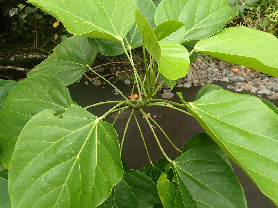 Hernandiaceae Hernandia beninensis