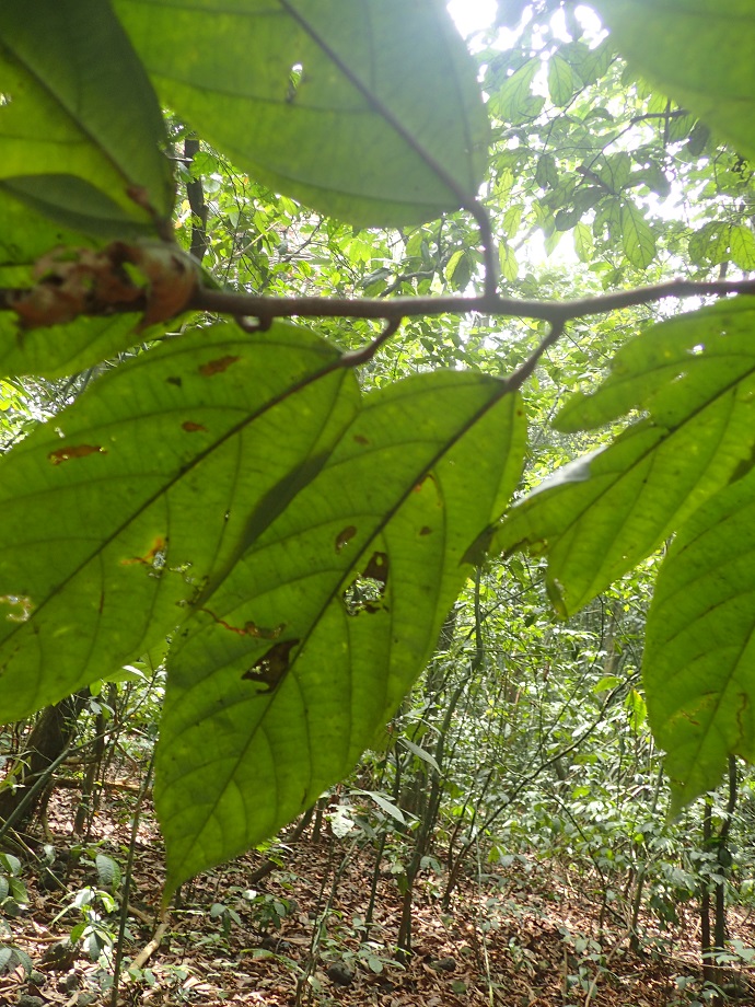 Byttneriaceae Leptonychia 