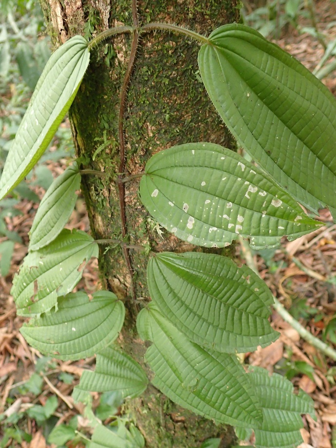 Melastomataceae  