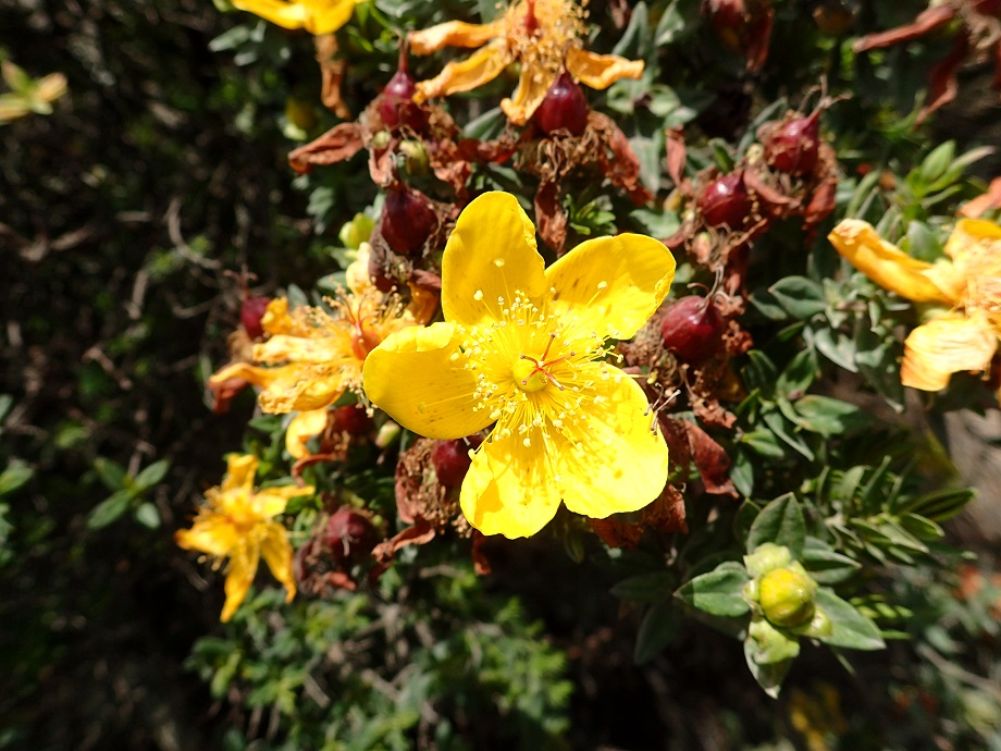 Hypericaceae Hypericum revolutum